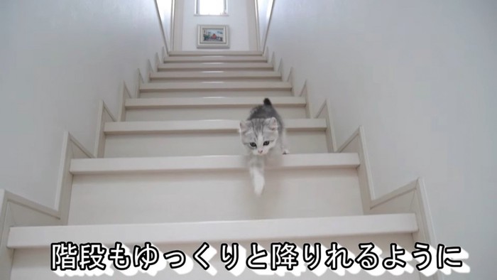 階段を下りる子猫