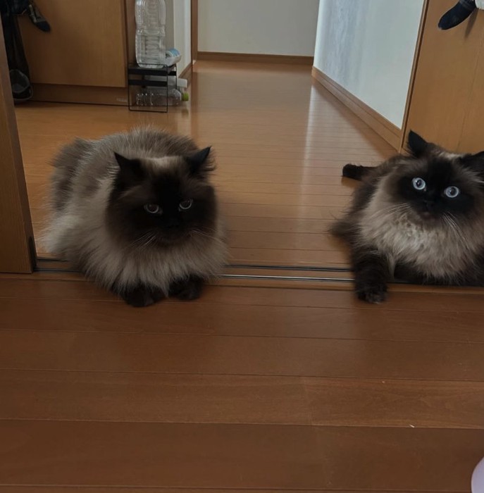 伏せをしている2匹の猫