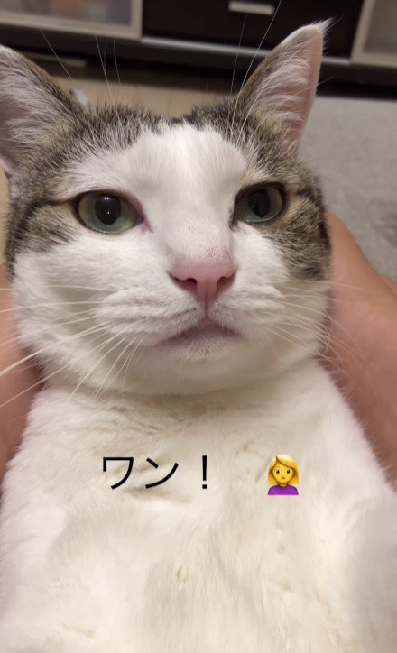 仰向けの猫