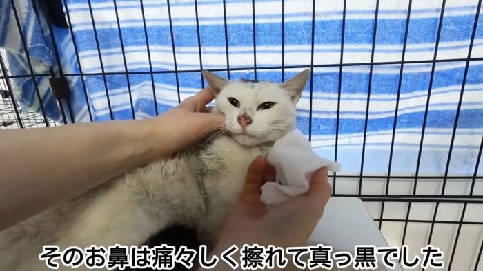 テロップ「そのお鼻は痛々しく~」