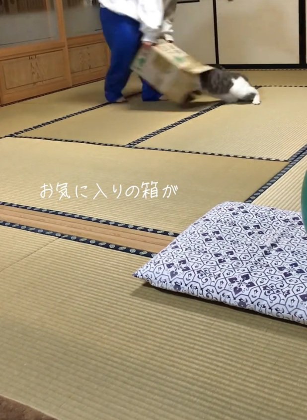 箱に入りそうになる猫