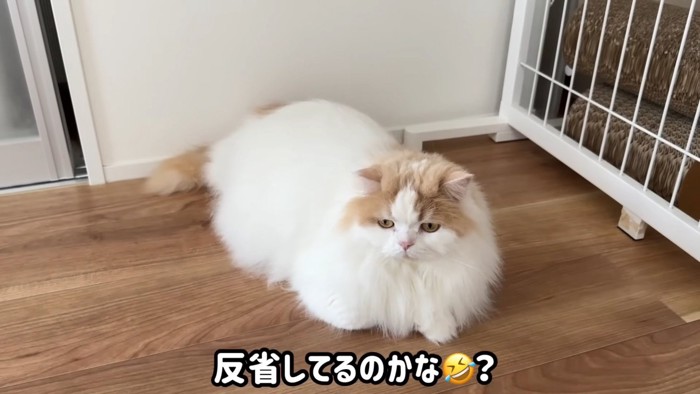 反省顔のレモンくん