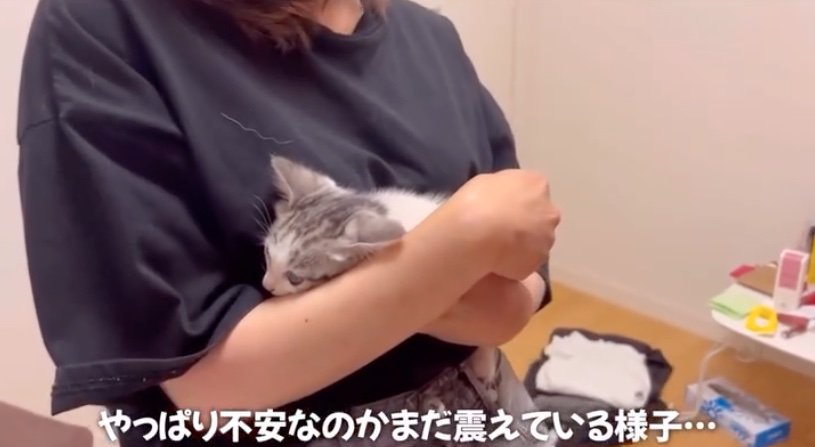 不安そうに抱っこされる子猫