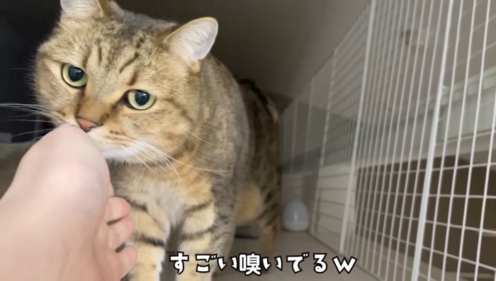 すごい嗅いでる