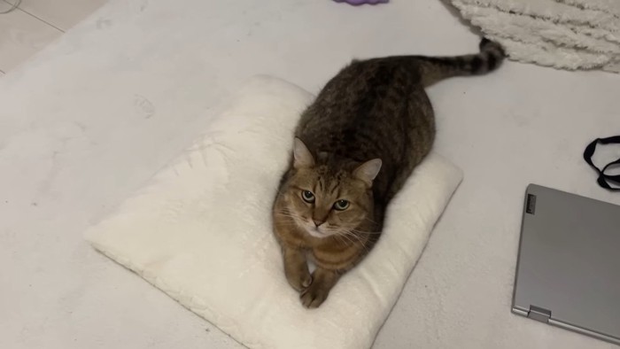 見上げるみにらくん