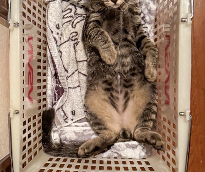 カゴの中で仰向けになっているキジトラ猫の体