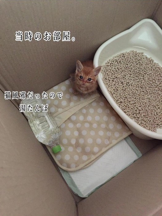 箱の中にいる子猫