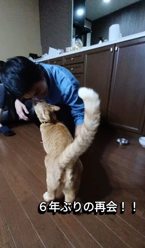 床にしゃがみ込んでいるお客さんに鼻チューする猫