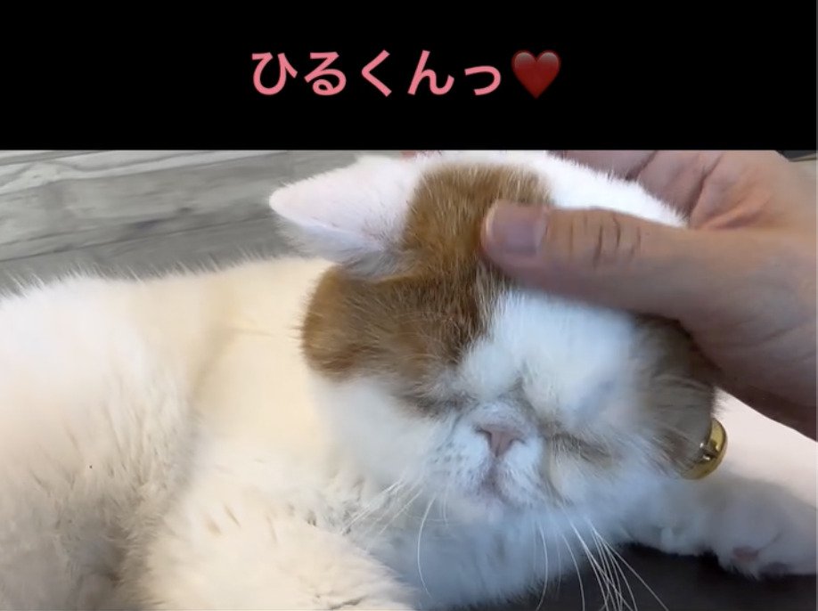 眠そうな猫を呼んでみる飼い主