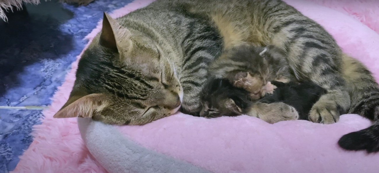 子猫と先住猫