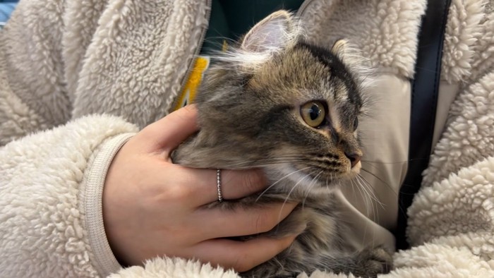 抱っこされている猫