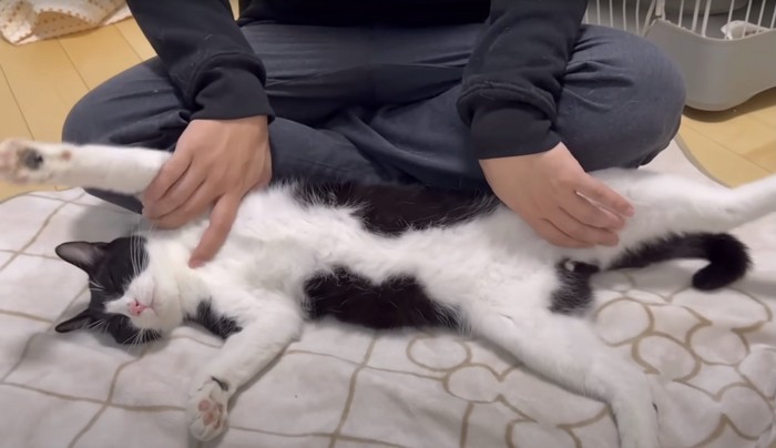 脇と足をもまれる猫