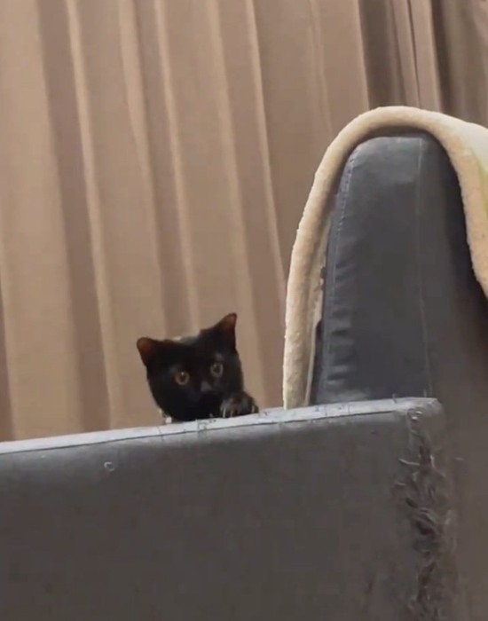 ソファから顔を出す黒猫