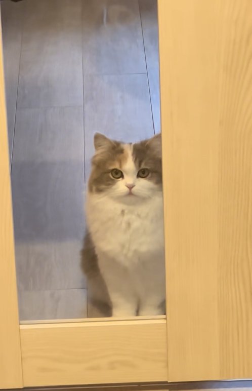 ドアのガラス越しにカメラを見つめる猫(字幕なし)