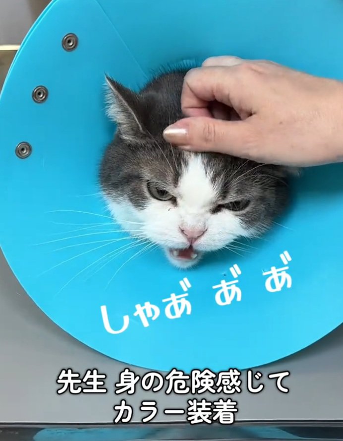 シャーをする猫