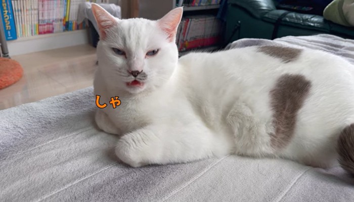 エア鳴きするハクちゃん