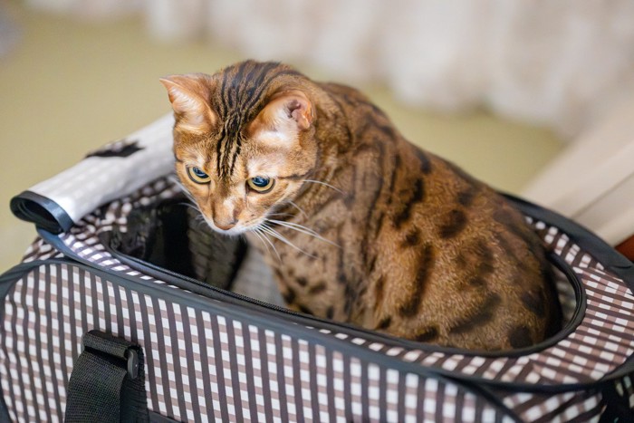 キャリーから出てきた猫