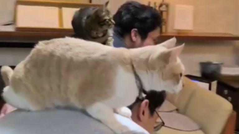 猫を背に乗せている男性