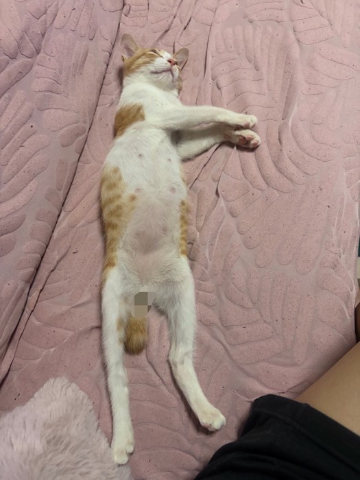 仰向けで寝ている猫