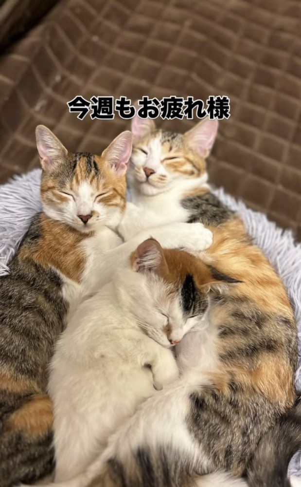 一緒に眠る3匹の三毛猫
