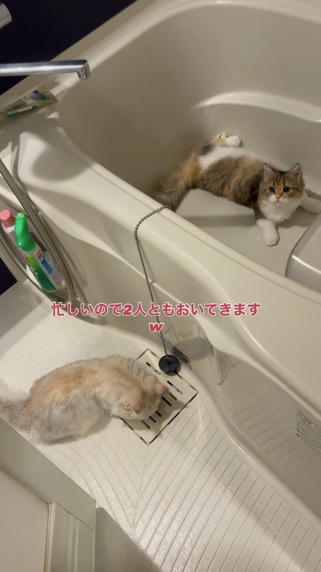 浴室から離れていく飼い主