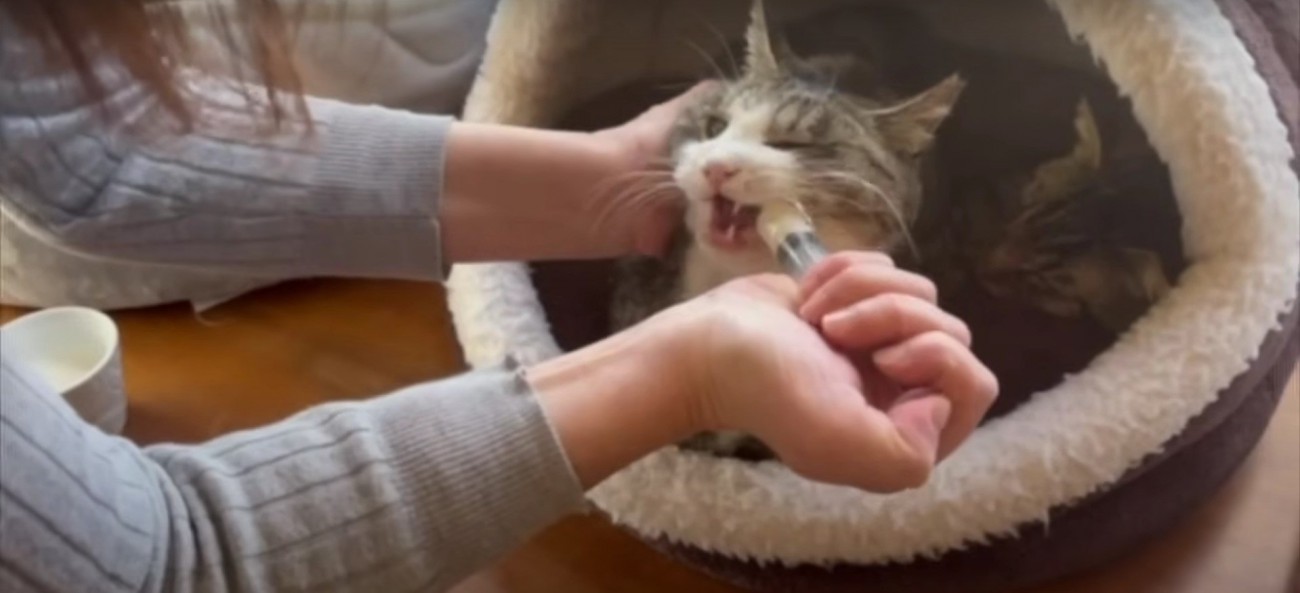 強制給餌されている猫
