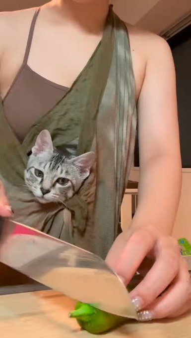 ピーマンを切る女性の手を見つめる子猫