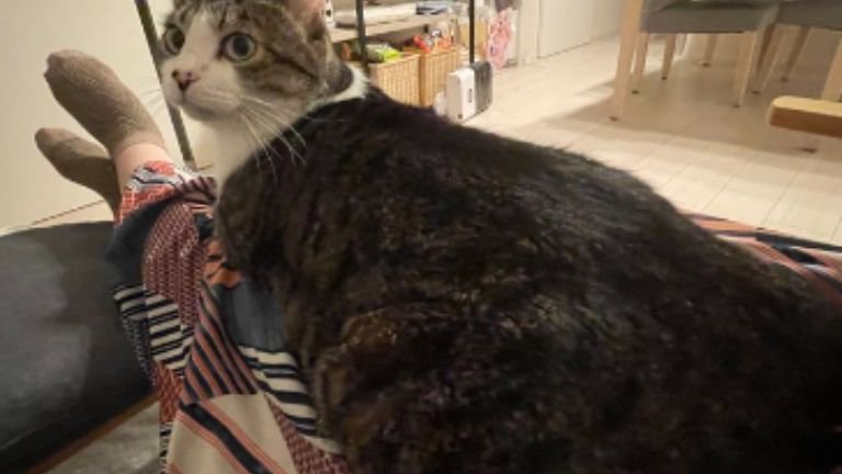 人の上に乗っている猫