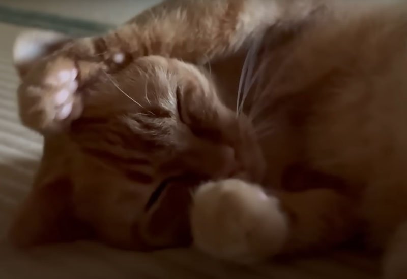 畳の上で寝転ぶ猫