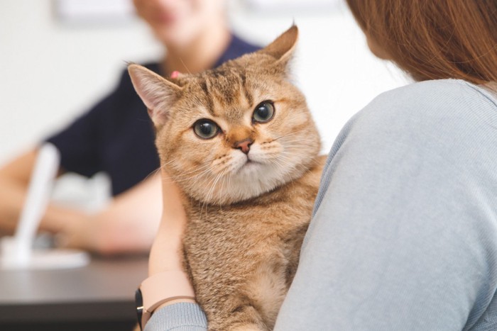 診察室で飼い主に抱っこされている猫