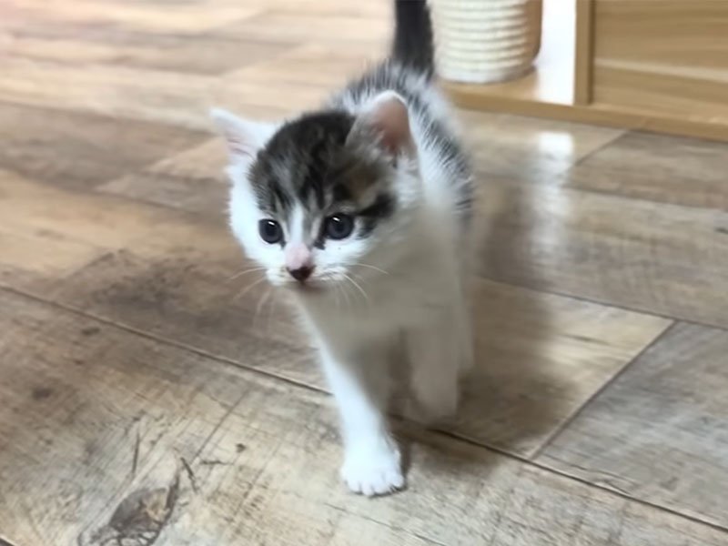 ついてくる子猫