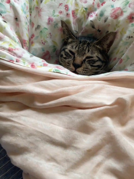 布団の中にいる猫