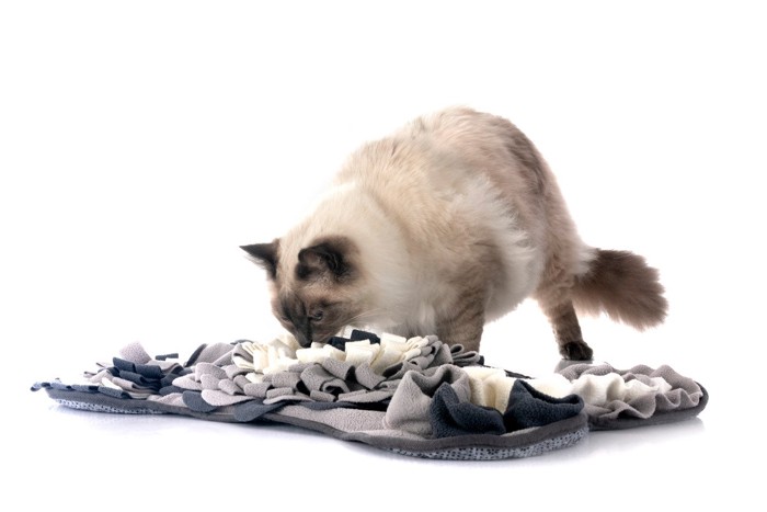 タオル?に興味を示す猫