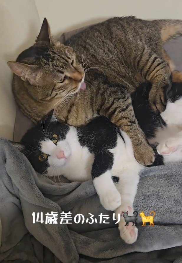 仲良くくつろぐ2匹の猫