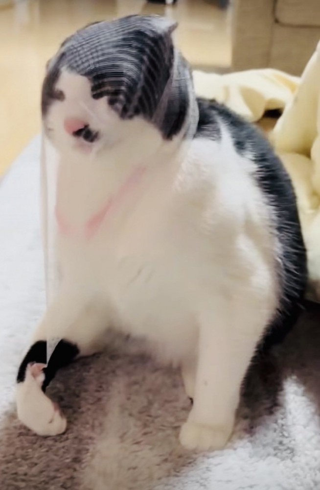 頭に被った排水溝ネットを外そうとする保護猫
