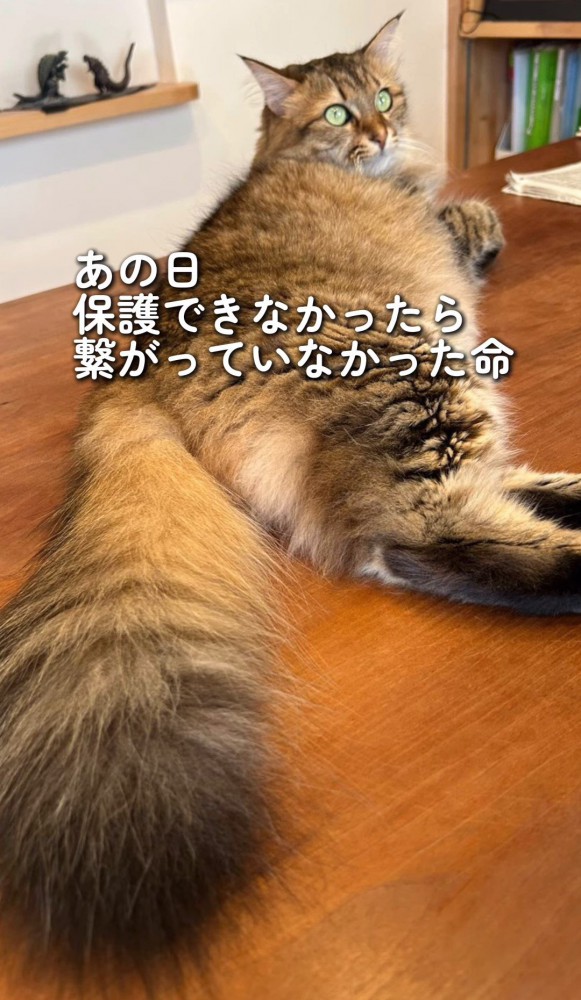 寝そべる猫