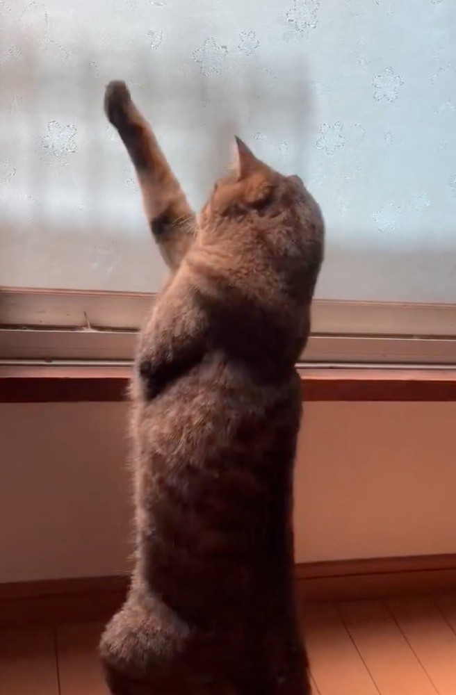 立ち上がって前足を伸ばす