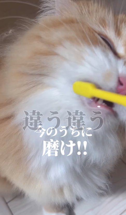 歯を磨かれている猫