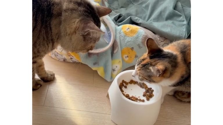 猫たちとごはん皿