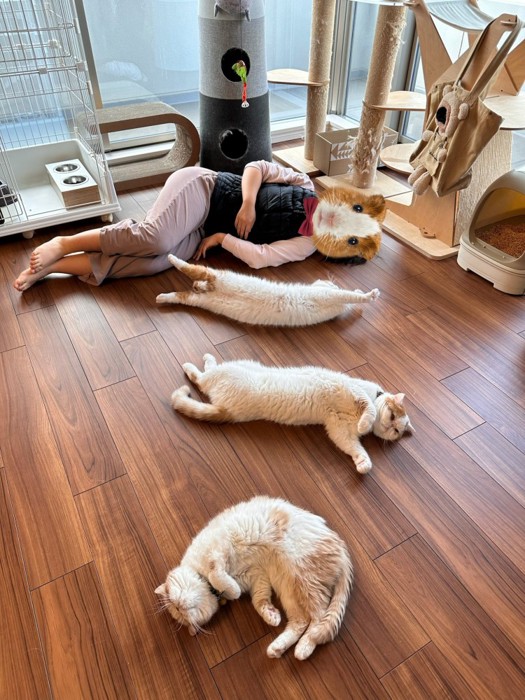 猫の親子とヒト