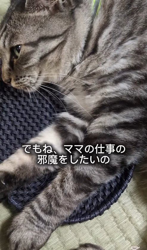 カゴの蓋の上で横になる猫の上半身アップ