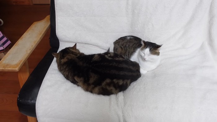 寝ている2匹の猫