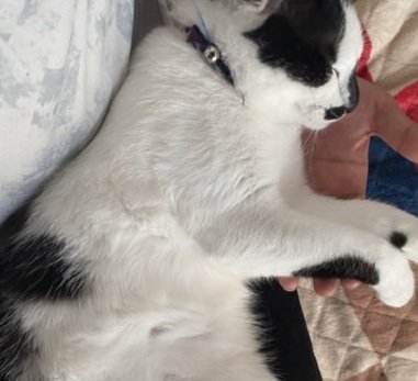 成長したダイフクくん