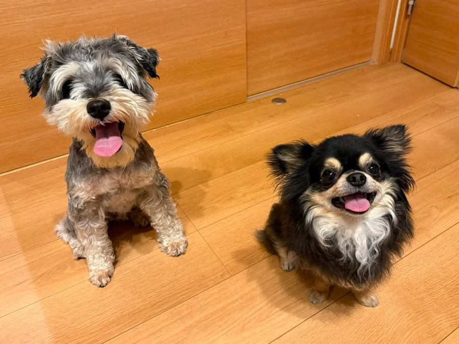 仲良く並ぶ犬2匹