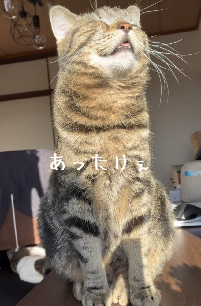 日向ぼっこをするキジトラ猫