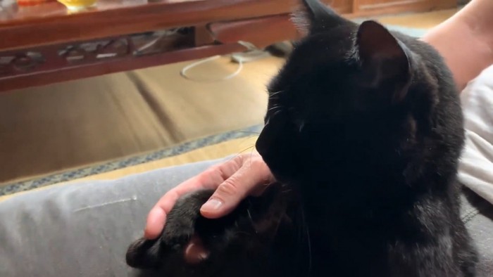 座る猫
