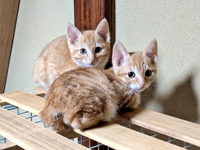 すのこの上に座る2匹の茶トラ子猫
