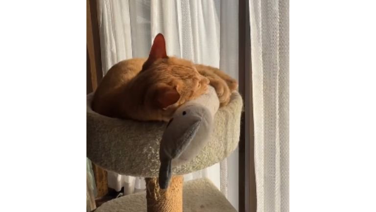 キャットタワーにいる猫