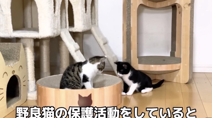 おもちゃで遊ぶ子猫たち