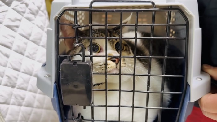 キャリーの中で警戒する猫